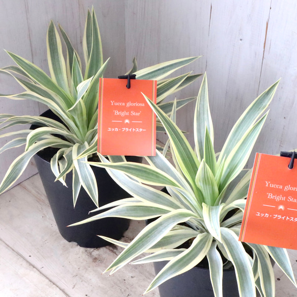 ユッカ レクルビフォリア メロウイエロー 縞斑 レア 鉢ごと ユッカ