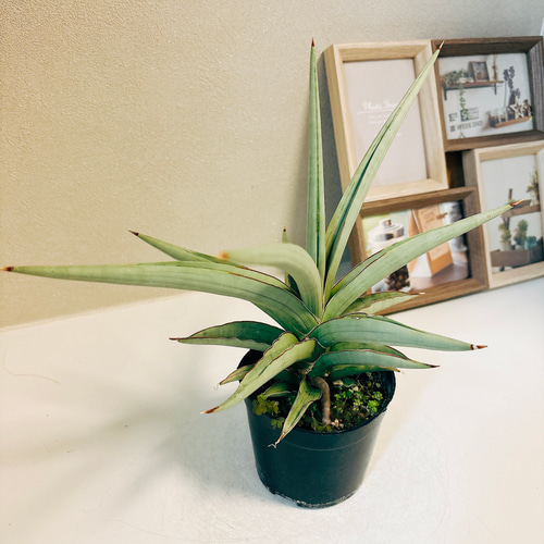 現品］【希少】サンセベリア ダンシングドラゴン 観葉植物 室内