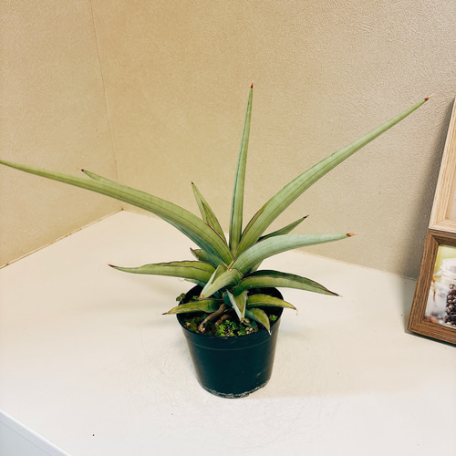 現品］【希少】サンセベリア ダンシングドラゴン 観葉植物 室内