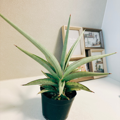 現品］【希少】サンセベリア ダンシングドラゴン 観葉植物 室内
