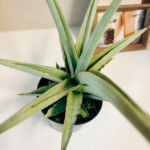 現品］【希少】サンセベリア ダンシングドラゴン 観葉植物 室内