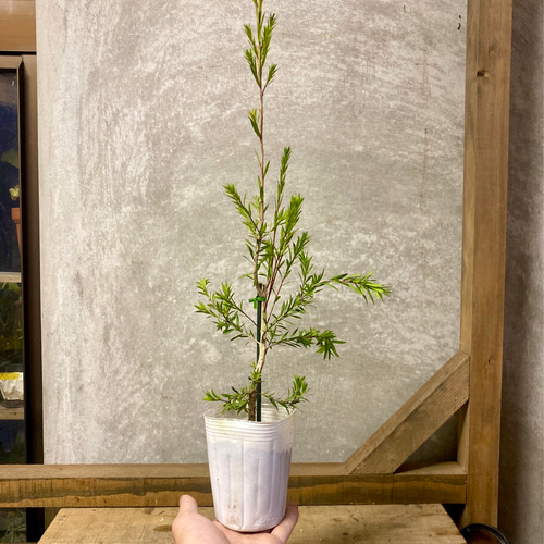 サボテン メラレウカ♪抜き苗 サボテン メラレウカ♪抜き苗 サボテン メラレウカ♪抜き苗 【公式通販】