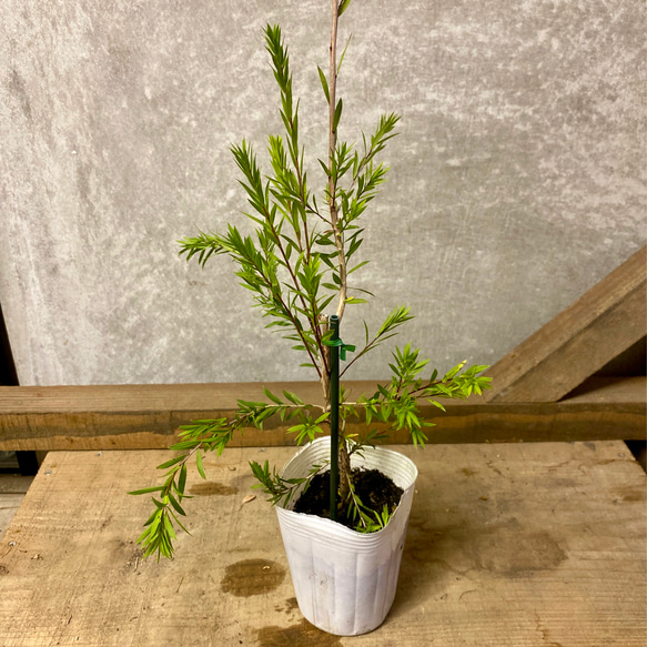 苗木 メラレウカ ブラックティーツリー アートフラワー plant life