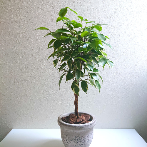 ○数量限定○ゴムの木 ねじり ”ベンジャミン ゴールデンプリンセス 鉢