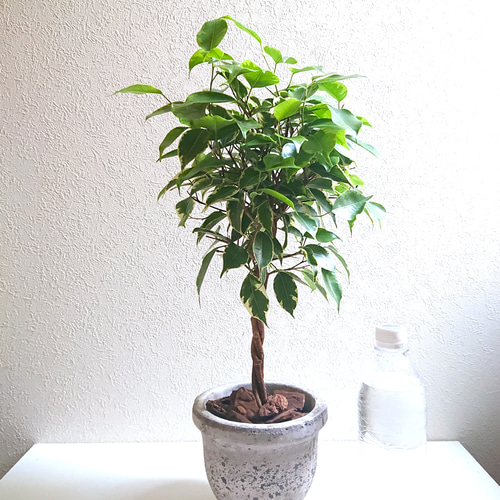 ○数量限定○ゴムの木 ねじり ”ベンジャミン ゴールデンプリンセス 鉢