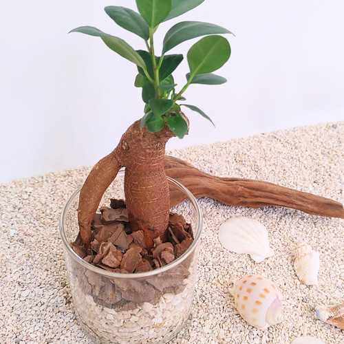秋の値下げセール開催中】 ガジュマル 観葉植物 ハイドロカルチャー 