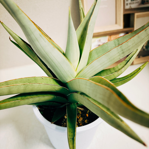 現品］【希少】美株！ サンセベリア バイビット 観葉植物 室内 レア