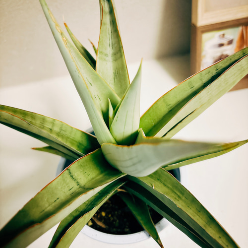 現品　サンスベリア　バイビット　子株　希少　珍しい　ビザルプランツ　観葉植物 61Yos4hdUYL._UF350,350_QL50_.jpg