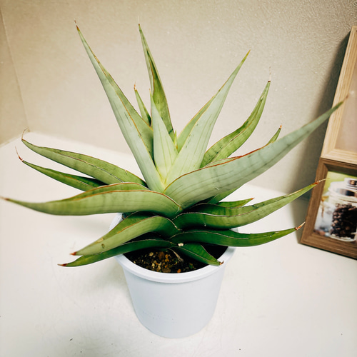 現品］【希少】美株！ サンセベリア バイビット 観葉植物 室内 レア