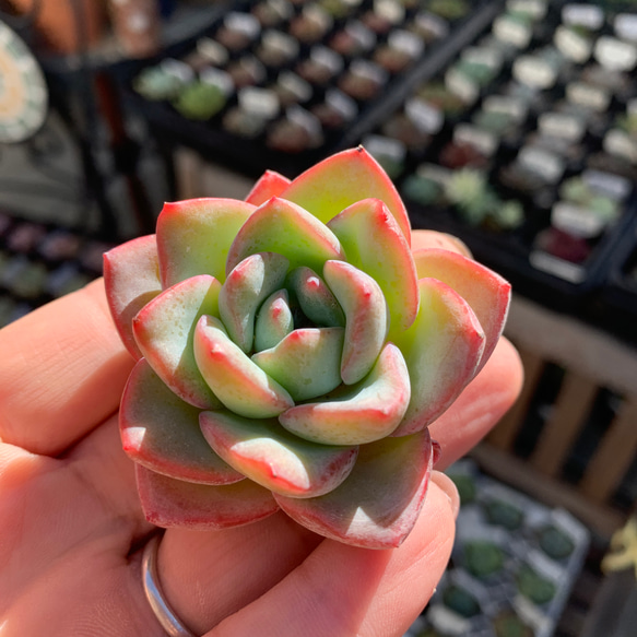 多肉植物　シュークリーム　1苗 1枚目の画像