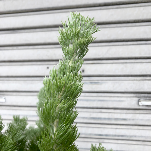 アデナンサス ウーリーブッシュ その他インテリア雑貨 PLANTS