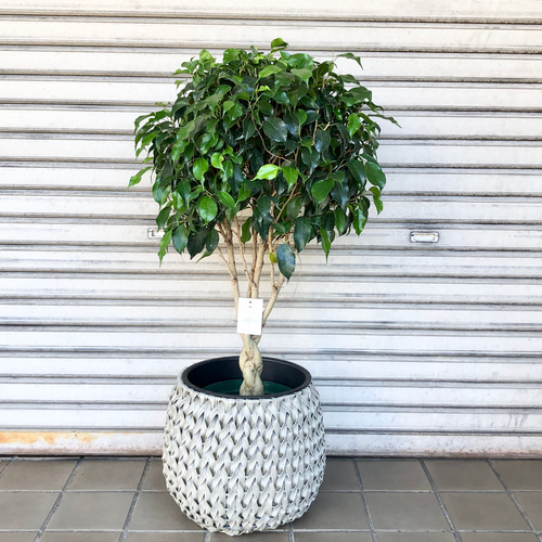 編み込み フィカス ベンジャミン ブラック その他インテリア雑貨
