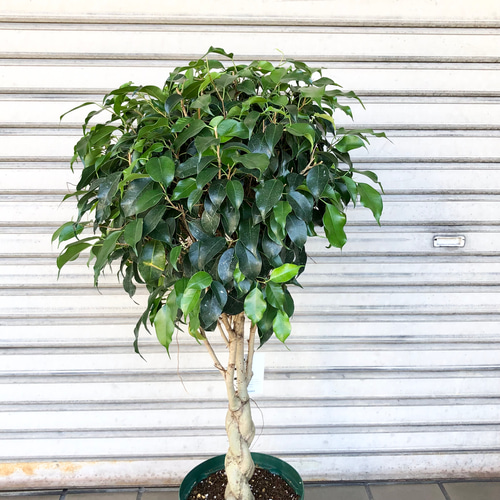 編み込み フィカス ベンジャミン ブラック その他インテリア雑貨