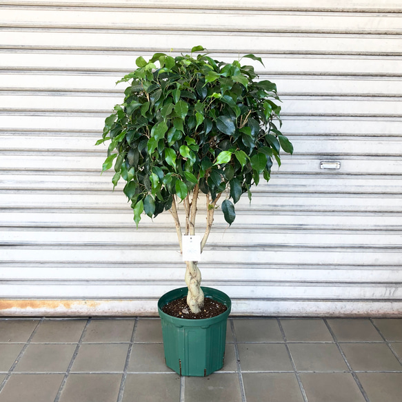 フィカス・ベンジャミン・ブラック ゴムの木 観葉植物 鉢下より140cm フィカス・ベンジャミン・ブラック ゴムの木 観葉植物 鉢下より140cm