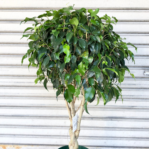 編み込み フィカス ベンジャミン ブラック その他インテリア雑貨