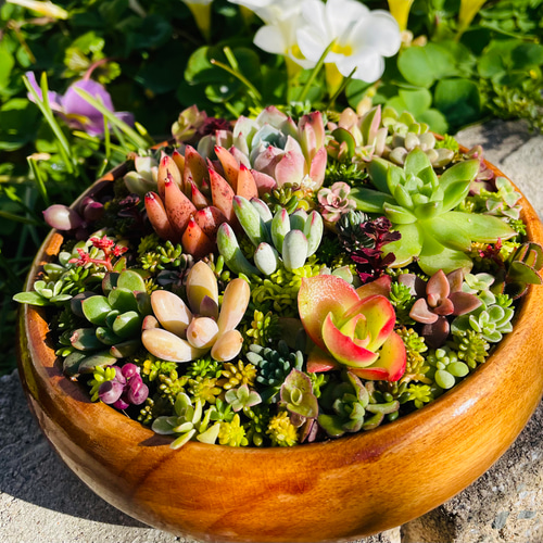 多肉植物寄せ植⚠確認用⚠