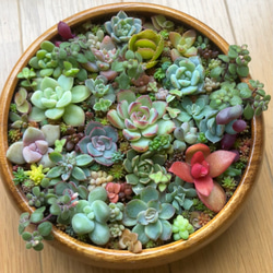 多肉植物寄せ植えセット のおすすめ人気通販 検索結果｜Creema
