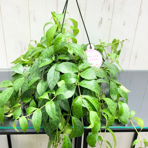 現品］90番 エスキナンサス マルモラタス 5号 観葉植物 室内