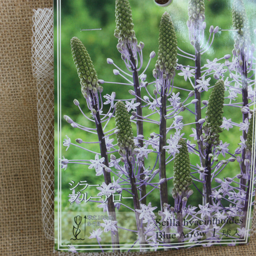 asakombu トリトマ苗 シラーブルーアロー 球根 フリチラリア球根 c74b107449160eab388865b24a14f8