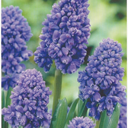 寄せ植えに☆鮮やかな紫☆八重咲き『ムスカリ　ブルースパイク♡』　５球入り 1枚目の画像