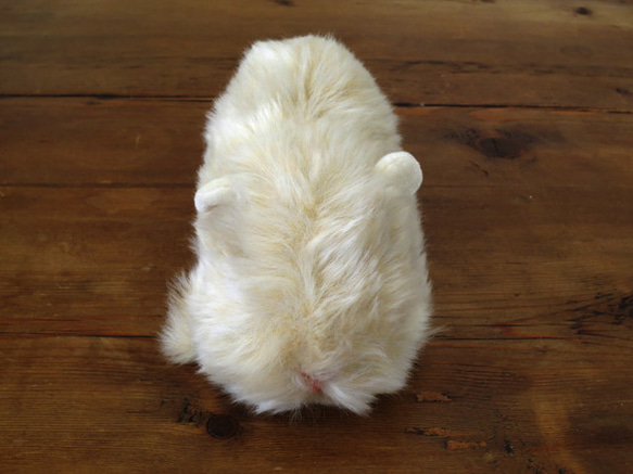 客製化&gt;&gt; PEPOSO：毛茸茸的動物「土撥鼠」豚鼠 第5張的照片