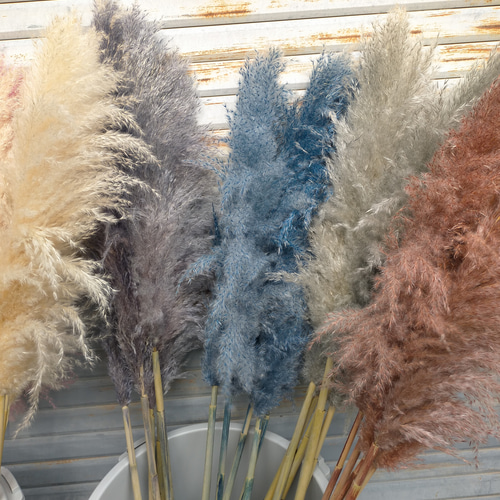 パンパスグラス　３０本 b4eae4557b268500f0314b83dc8b50