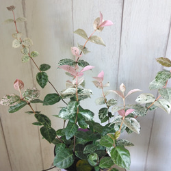 ハツユキカズラ　初雪カズラ　観葉植物　選べる鉢カバー付　3号　テーブルサイズ　ハンギング　寄せ植え 7枚目の画像