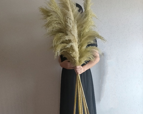 パンパスグラス　３０本 7cb2c374d3d83922f36e6e092184c3