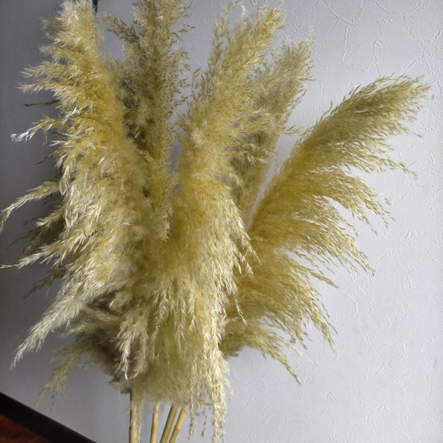 秋冬新作2025パンパスグラス モスグリーン3本 秋冬 ドライフラワー
