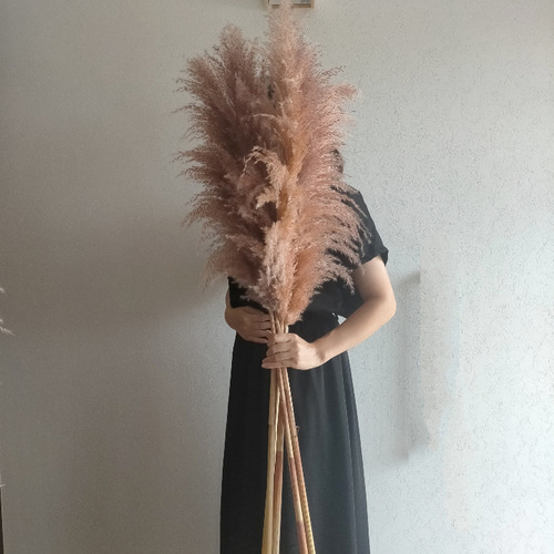 大人気 秋 パンパスグラス テラコッタ 茶色 3本セット ドライフラワー