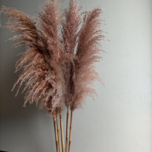 大人気 秋 パンパスグラス テラコッタ 茶色 3本セット ドライフラワー