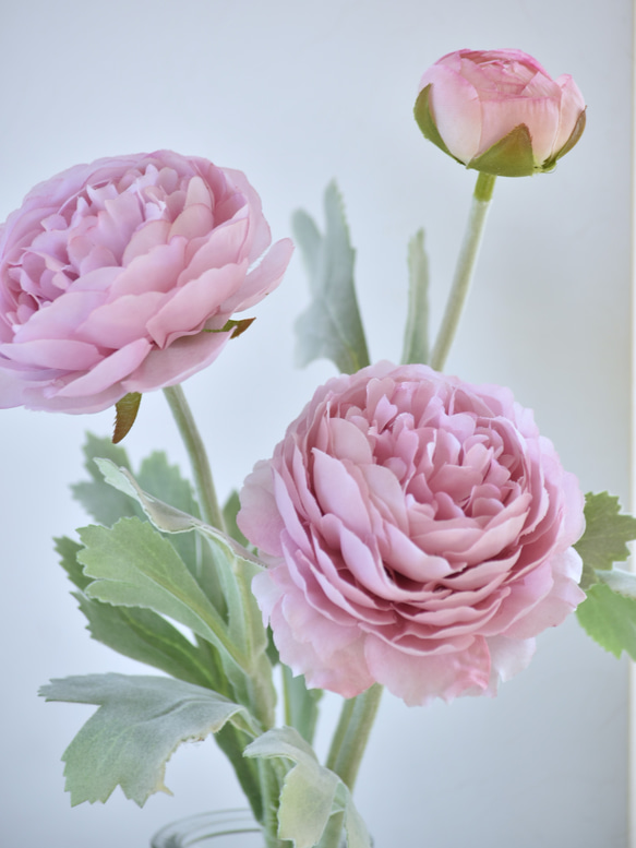 咲き続けるピンクのラナンキュラスのマジカルウォーター　　癒しのフラワーインテリア 5枚目の画像