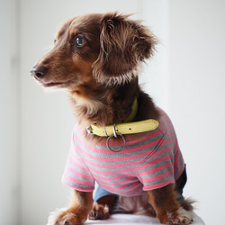 犬服　手作りのおててがかわいく見える袖付きカットソー+パンツ　赤ボーダー 2枚目の画像