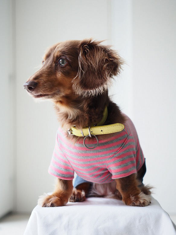 犬服　手作りのおててがかわいく見える袖付きカットソー+パンツ　赤ボーダー 2枚目の画像