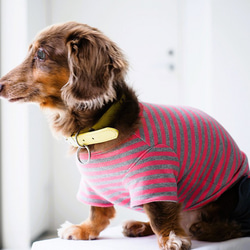 犬服　手作りのおててがかわいく見える袖付きカットソー+パンツ　赤ボーダー 1枚目の画像