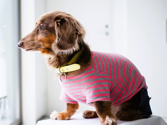 犬服　手作りのおててがかわいく見える袖付きカットソー+パンツ　赤ボーダー 1枚目の画像