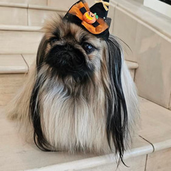 ハロウィン　魔女 の 帽子　ミニ　ブラック✖️オレンジ　犬　猫　ペット 1枚目の画像