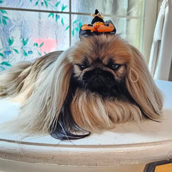 ハロウィン　魔女 の 帽子　ミニ　ブラック✖️オレンジ　犬　猫　ペット 10枚目の画像
