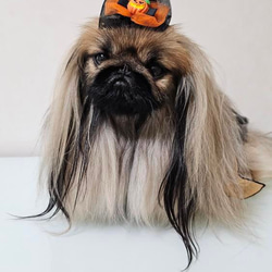 ハロウィン　魔女 の 帽子　ミニ　ブラック✖️オレンジ　犬　猫　ペット 11枚目の画像