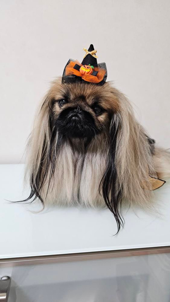 ハロウィン　魔女 の 帽子　ミニ　ブラック✖️オレンジ　犬　猫　ペット 11枚目の画像