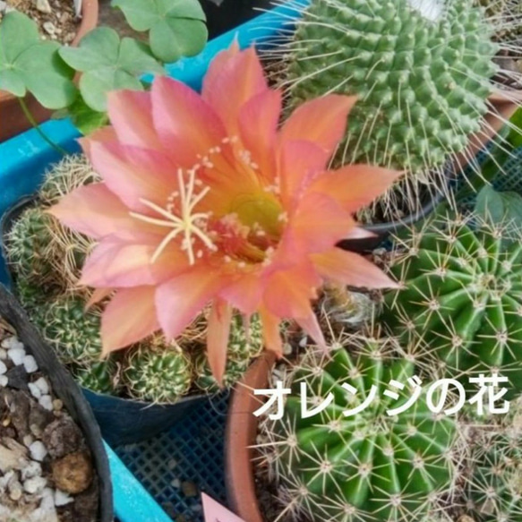 オレンジの花 H8,5w7 花サボテン サボテン 送料無料 多肉植物