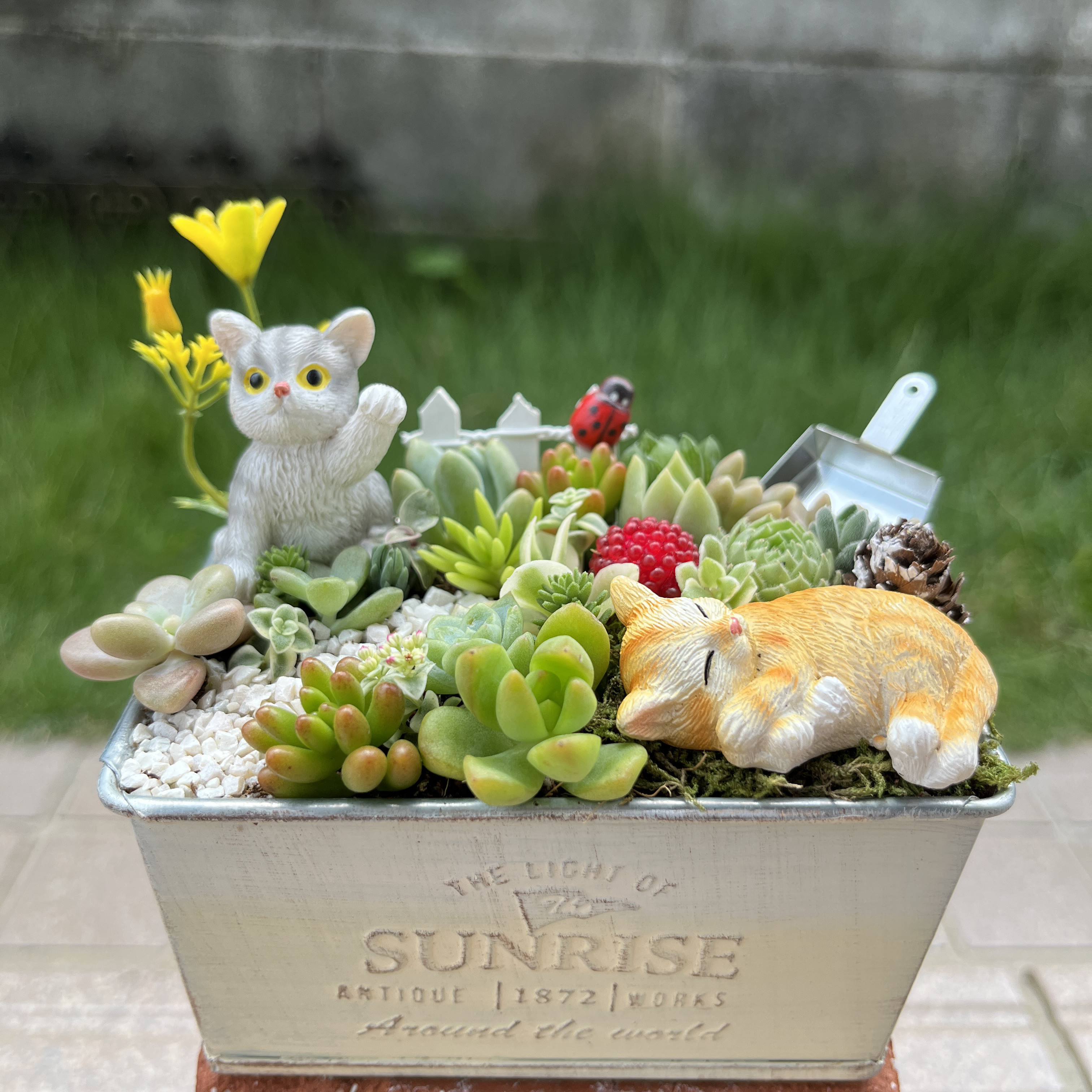 ❤️多肉植物❤️そのまま飾れる寄せ植え~❤️三毛猫ちゃん❤️ 観葉