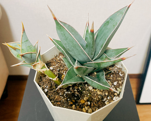 サンセベリア：ピングイキュラ バリエガータ（斑入） 3号鉢植え