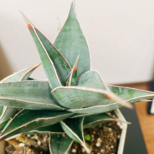 現品］【希少】サンセベリア ピングイキュラ 4号 観葉植物 室内