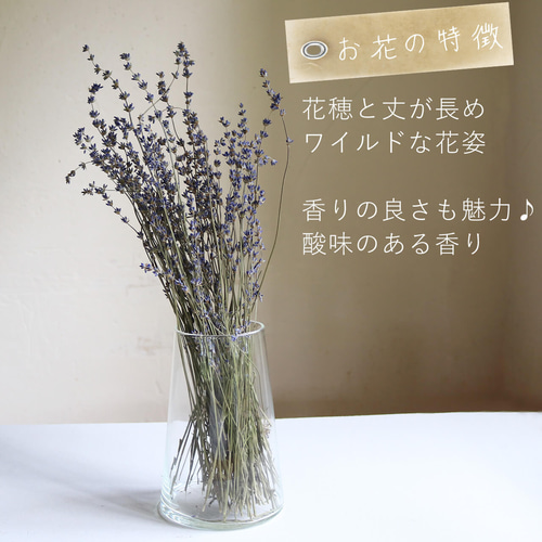 富良野 ラベンダー 4号 おかむらさき 丘紫 【 ドライフラワー