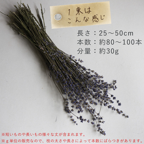 ラベンダードライフラワー1000本～おかむらさき 北海道おかむらさきラベンダースワッグ。リモニウム入り大サイズ