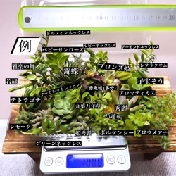 〜多肉植物カット苗詰め合わせ〜100gパック…フードパック発送 7枚目の画像