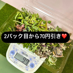 〜多肉植物カット苗詰め合わせ〜100gパック…フードパック発送 2枚目の画像