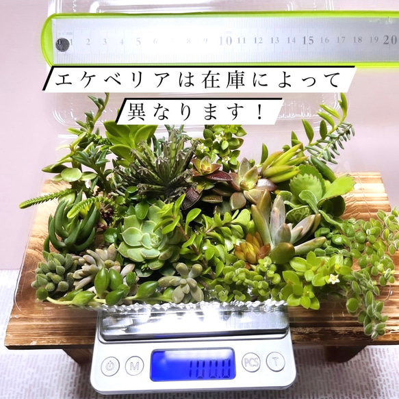 〜多肉植物カット苗詰め合わせ〜100gパック…フードパック発送 3枚目の画像