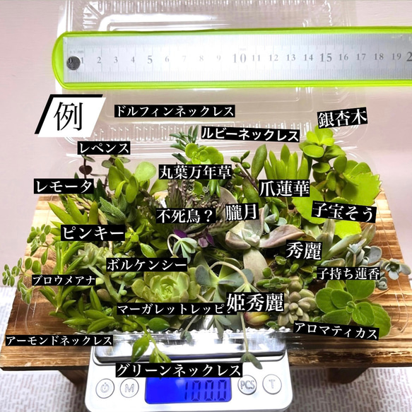 〜多肉植物カット苗詰め合わせ〜100gパック…フードパック発送 8枚目の画像